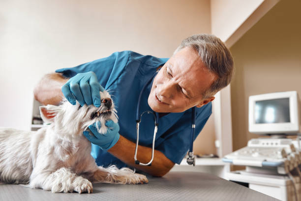 Best Mobile Emergency Dentist in Acton, CA
